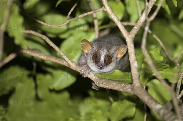 Grey Mouse Lemur (Microcebus murinus)