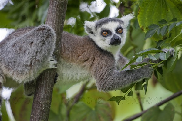 Ring-tailed Lemur (Lemur catta)