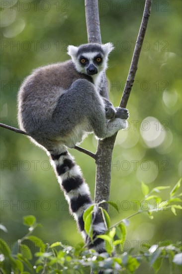 Ring-tailed Lemur (Lemur catta)