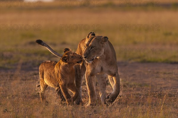 Lion (Panthera leo)