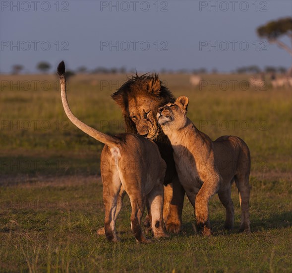 Lion (Panthera leo)