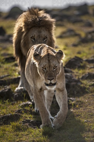 Lion (Panthera leo)