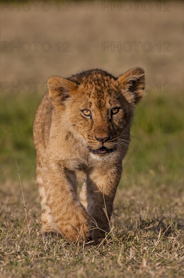 Lion (Panthera leo)