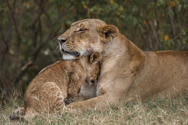 Lion (Panthera leo)