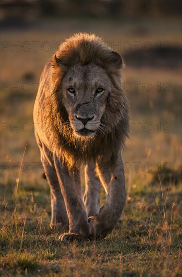 Lion (Panthera leo)