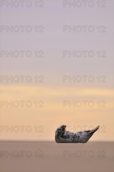 Grey Seal (Halichoerus grypus)