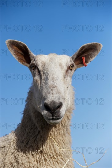 Domestic Sheep