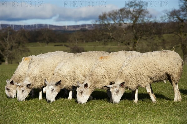 Domestic Sheep