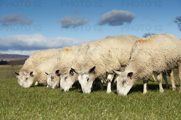 Domestic Sheep