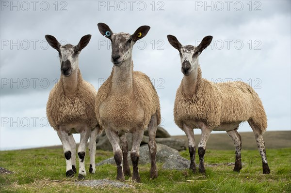 Domestic Sheep