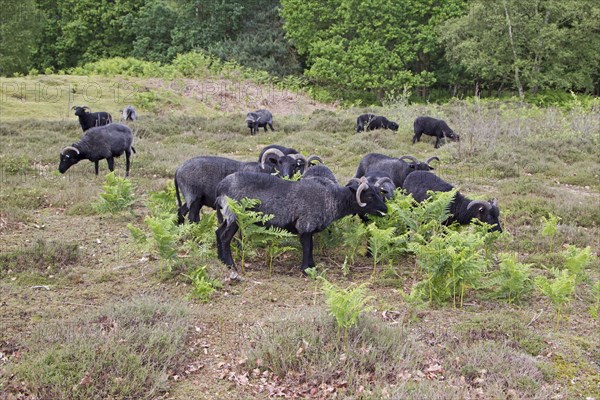 Domestic Sheep