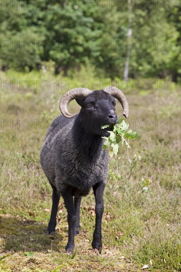 Domestic Sheep