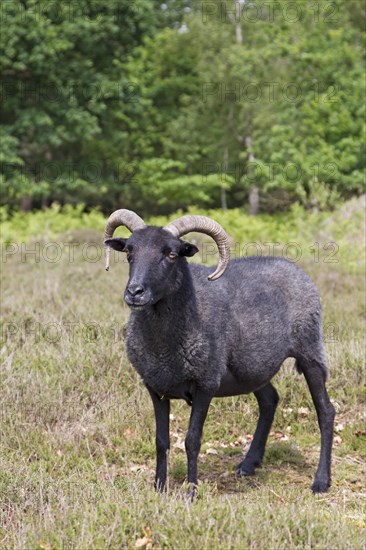 Domestic Sheep