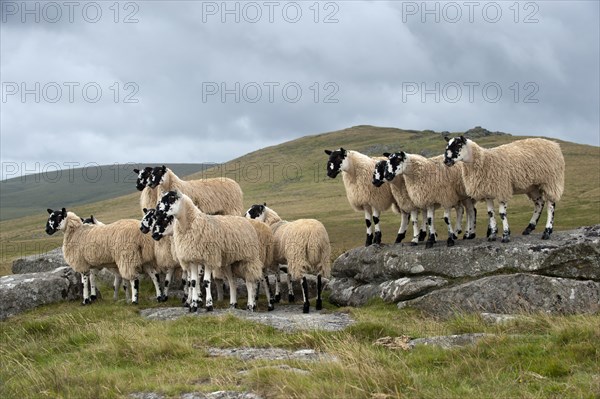 Domestic Sheep