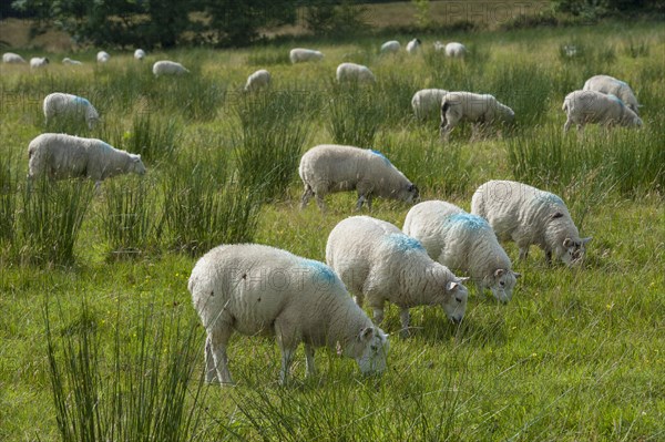 Domestic Sheep