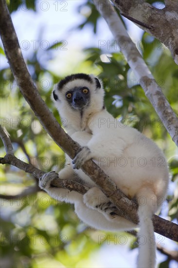 Verreaux's Sifaka (Propithecus verreauxi)