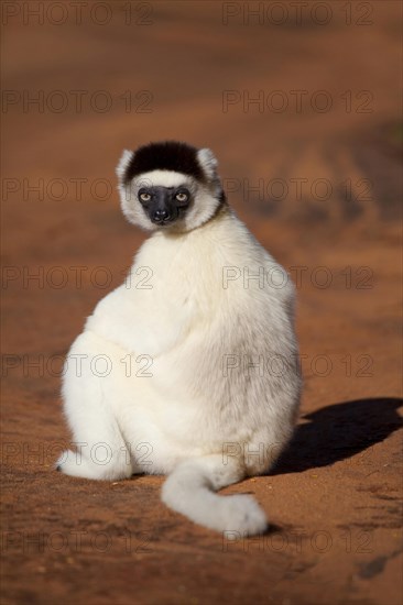 Verreaux's Sifaka (Propithecus verreauxi)