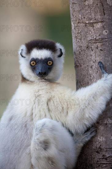 Verreaux's Sifaka (Propithecus verreauxi)