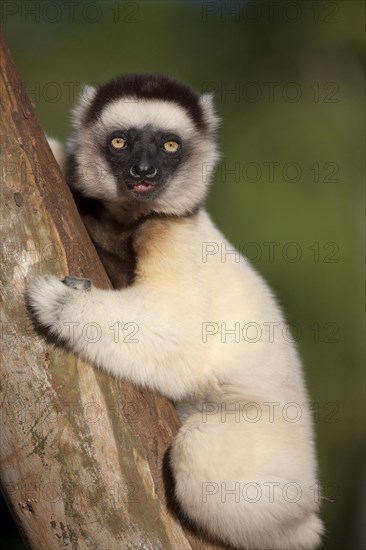 Verreaux's Sifaka (Propithecus verreauxi)