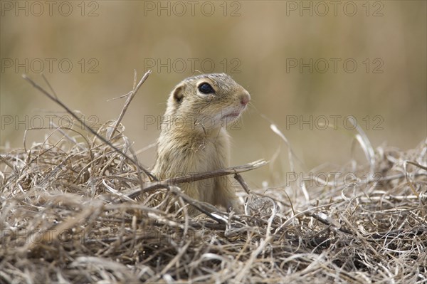 Thirteen-lined Ground Squirrel (Spermophilus tridecemlineatus)