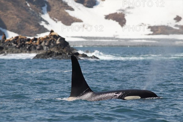 Killer Whale (Orcinus orca)