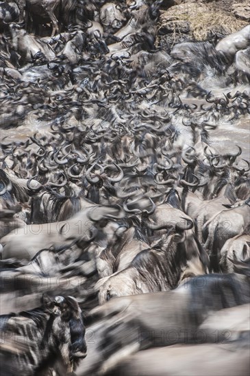 Blue Wildebeest (Connochaetus taurinus)