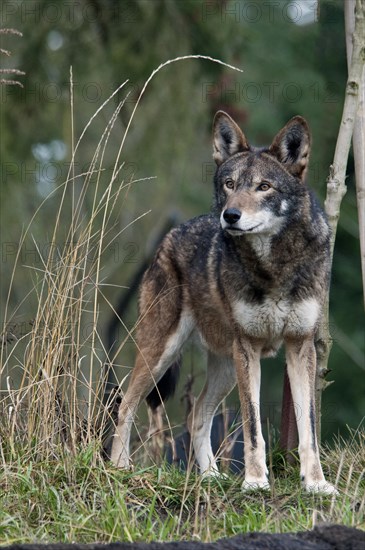 Red Wolf (Canis rufus)
