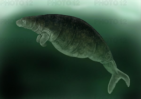 Steller's Sea Cow (Hydrodamalis gigas)