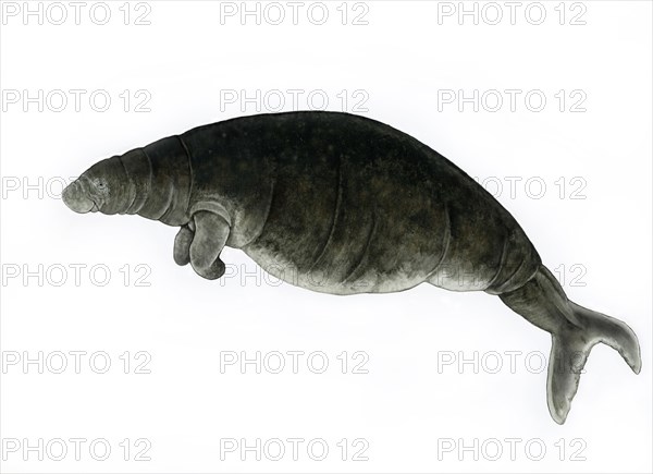 Steller's Sea Cow (Hydrodamalis gigas)