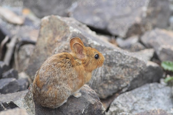 Chinese Red Pika (Ochotona erythrotis)