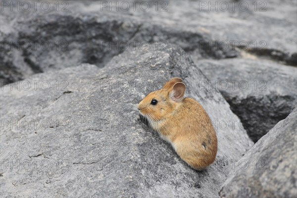 Chinese Red Pika (Ochotona erythrotis)