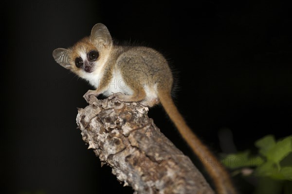 Reddish-grey Mouse Lemur (Microcebus griseorufus)