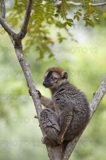 Red-fronted Brown Lemur (Eulemur rufifrons)