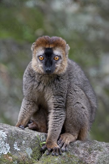 Red-fronted Brown Lemur (Eulemur rufifrons)