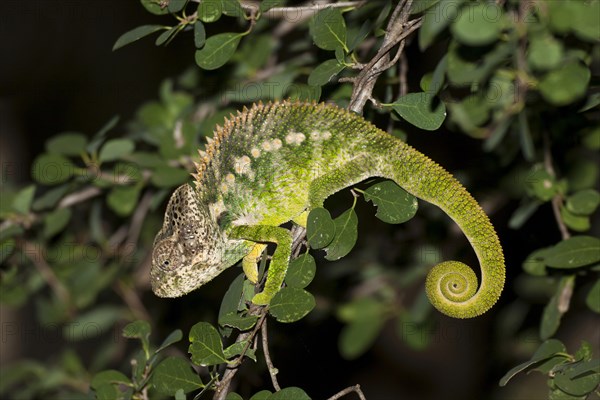 Panther Chameleon (Furcifer pardalis)