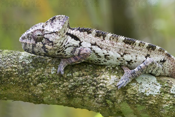 Warty Chameleon (Furcifer verrucosus)