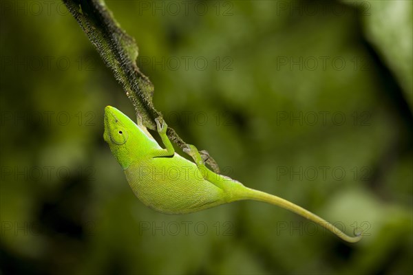 Glaw's Chameleon (Calumma glawi)