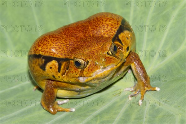 Malagasy Tomato Frog (Dyscophus antongilii)