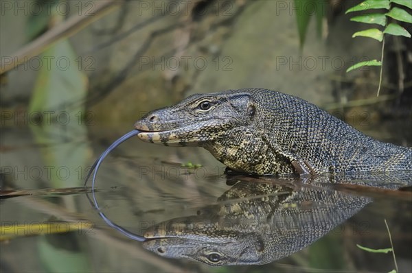 Water Monitor (Varanus salvator)