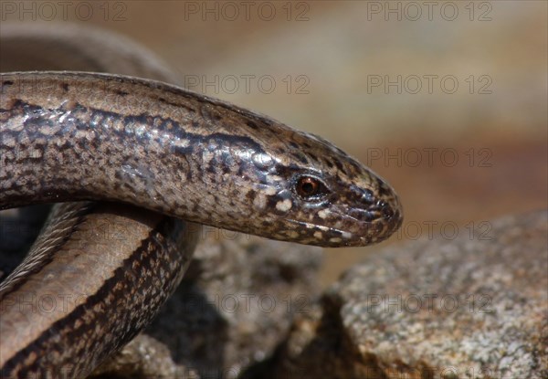 Slow-worm (Anguis fragilis)