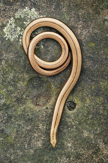 Slow-worm (Anguis fragilis)