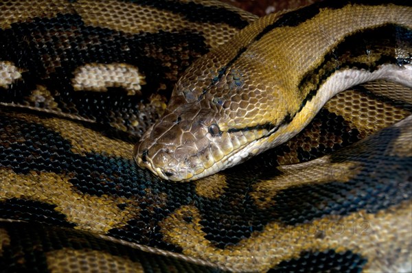 Reticulated Python (Malayopython reticulatus)