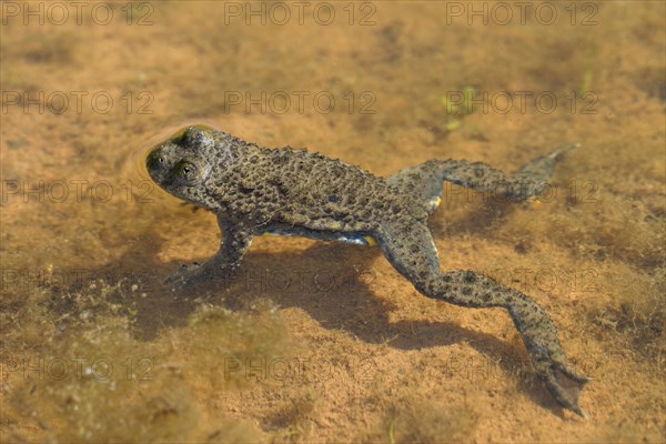 Yellow-bellied Toad (Bombina variegata)