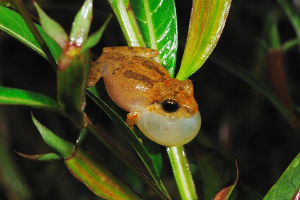 Common Shrub Frog (Philautus popularis)