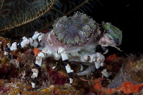 Decorator Crab (Cyclocoeloma tuberculata)