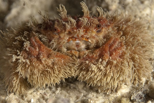 Hairy Bat Crab (Pilumnus vespertilio)