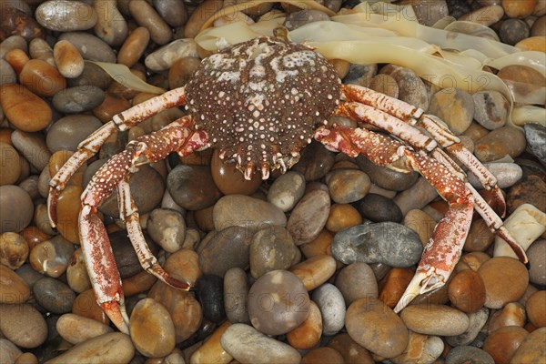 Spiny Spider Crab (Maia squinado)