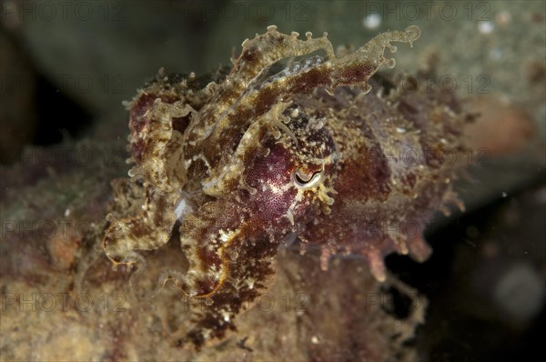 Needle Cuttlefish (Sepia aculeata)