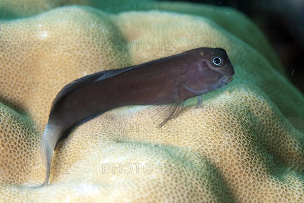 Yellowtail Blenny (Ecsenius namiyei)