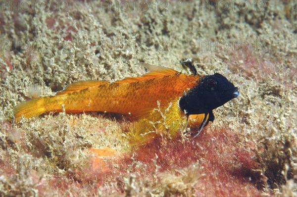 Black-faced Blenny (Tripterygion delaisi)